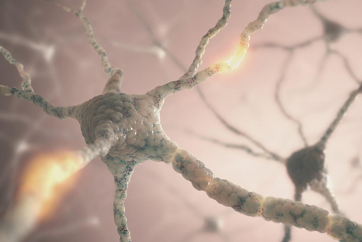 La stimulation permet aux cerveaux les plus vieux de créer de nouvelles connexions