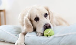Gentil chien qui tient une balle de tennis