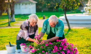 Jardinage senior : un couple jardinant ensemble